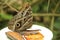 A Great Owl Butterfly native to Peru
