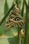 A Great Owl Butterfly native to Peru