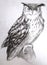 Great owl illustration, hunter face, charcoal graphics