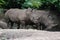 Great Pair of Rhinos Standing in the Shade of a Tree