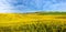 Great panoramic view of waves of Rape field