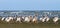 Great pelican colony at Meleaua