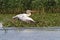 Great pelican in flight at Musura bay