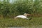 Great pelican in flight over marshes