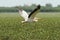 Great pelican flying over marsh