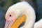 Great pelican head detail