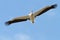 Great pelican with open wings