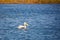 Great pelican swims in the blue water lake