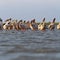 Great pelicans colony at Sahalin