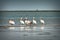 Great pelicans in Danube Delta