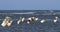 Great pelicans standing in shallow water