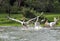 Great Pelicans takeoff from water