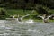 Great Pelicans takeoff from water with splash