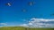 a great photograph of many birds, clear blue sky with white clouds and grassland