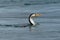 Great Pied Cormorant - Phalacrocorax varius fishing in the bay, in the water, ocean in Australia