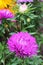 The great pink asters duet sings a sweet summer song. Pink asters on an isolated background