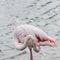 Great pink flamingo cleaning his ass