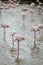 Great pink flamingo sleeping on a lake pond in La Camargue, France