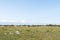 Great plain grassland with junipers