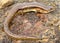 Great Plains Skink, Plestiodon obsoleta (Eumeces)