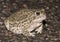 Great Plains toad