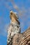 Great Potoo close up