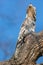 Great Potoo close up