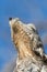 Great Potoo close up