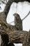 Great potoo, Nyctibius grandis