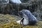 Great Profile of a Harbor Seal