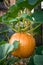 Great Pumpkin plant in garden