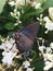 Great purple hairstreak