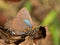 Great Purple Hairstreak butterfly resting on a dry Persimmon leaf