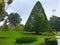 Great Pyramid Tree in Royal Botanical Garden