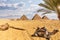 The Great Pyramids: desert of Giza scenery with a camel and palm trees, Egypt