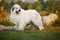 Great Pyrenees