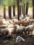 A Great Pyrenees Guards His Sheep with Focal Zoom Effect