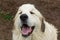 Great Pyrenees Laughing