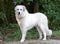 Great Pyrenees Livestock Guard Dog