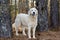 Great Pyrenees Livestock Guardian Dog