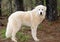 Great Pyrenees Livestock guardian dog