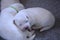 Great Pyrenees Newborn Puppies Cuddlilng