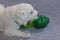 Great Pyrenees Puppy Yawning with a Toy