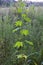 Great Ragweed  846889