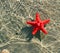 Great and rare red starfish floating on the ocean water