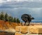 Great raven in Bryce Canyon,