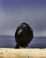 Great raven closeup