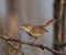 Great Reed Warbler