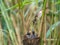 The Great Reed Warbler, Acrocephalus arundinaceus