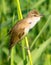 Great reed warbler ( Acrocephalus arundinaceus )